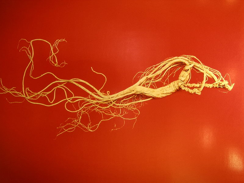 Ginseng_Wurzel In Korea und China wird Ginseng seit Jahrtausenden verehrt.
