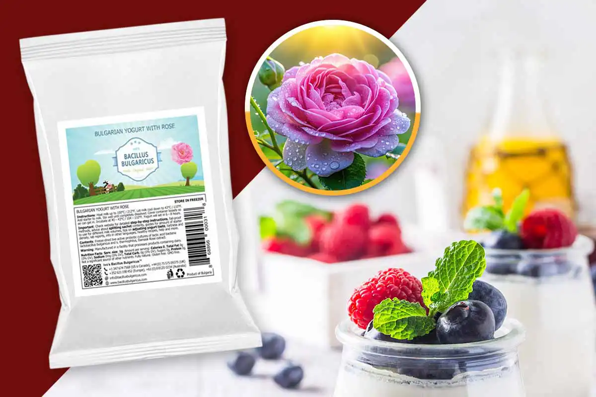 Make your own Bulgarian yogurt – with Damascene Rose yogurt starter from Bacillus Bulgaricus Make your own Bulgarian yogurt – with Damascene Rose yogurt starter from Bacillus Bulgaricus
